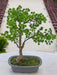 Enebær - Kunstig Bonsai