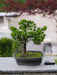 Enebær - Kunstig Bonsai