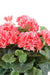 Kunstig Geranium På Pæl 35 Cm Laks