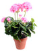 Kunstig Geranium Stake 5 Hoveder 40Cm Pink