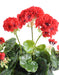 Kunstig Rød Geranium 5 Hoveder 40 Cm Pæl