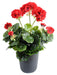 Kunstig Rød Geranium 5 Hoveder 40 Cm Pæl
