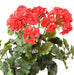 Kunstig Rød Geranium 6 Hoveder Til Dekoration