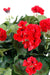 Kunstig Rød Geranium På Pæl 35 Cm