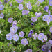 Geranium Rozanne X6