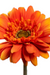 Kunstig Gerbera Orange 64 Cm Til Buket