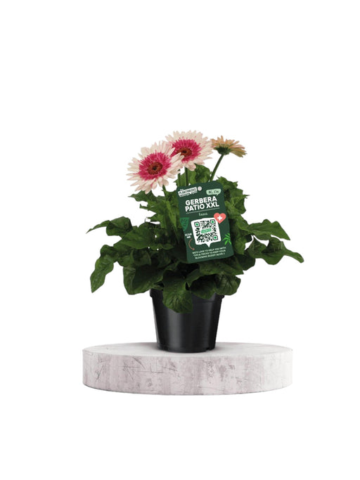 Gerbera Patio Pink