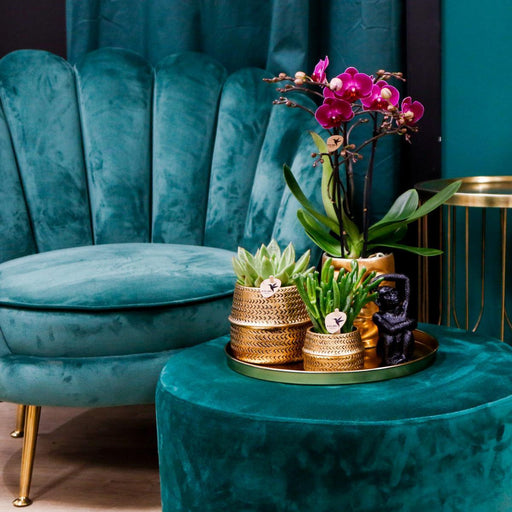 Gavesæt Hotel Chic | Lilla Phalaenopsis Orkidé Og Sukkulenter