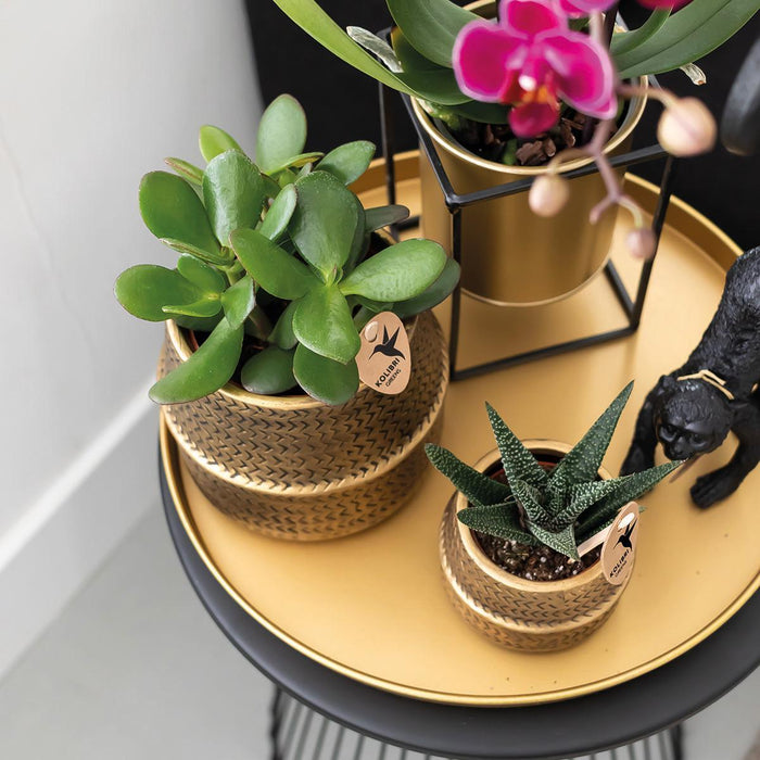 Gavesæt Hotel Chic | Lilla Phalaenopsis Orkidé Og Sukkulenter