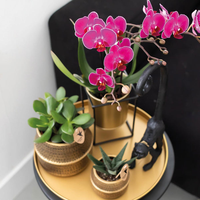 Gavesæt Hotel Chic | Lilla Phalaenopsis Orkidé Og Sukkulenter