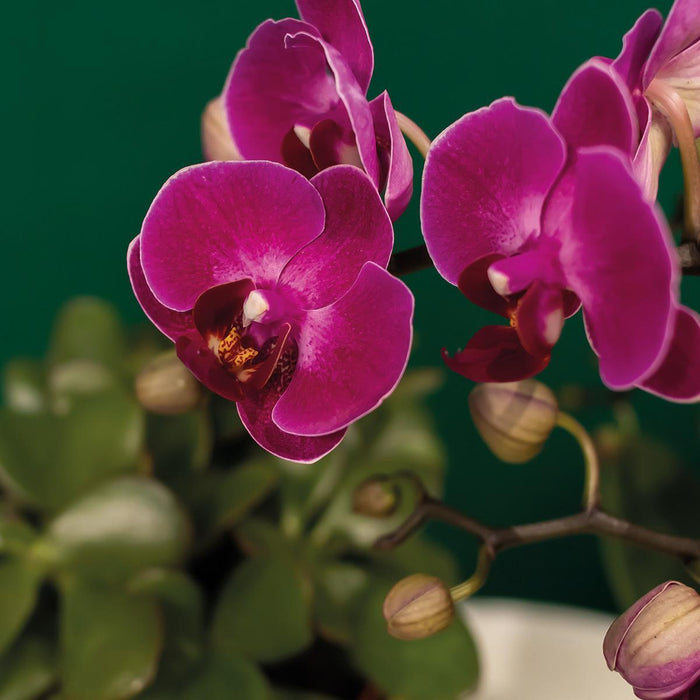 Gavesæt Hotel Chic | Lilla Phalaenopsis Orkidé Og Sukkulenter