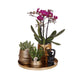 Gavesæt Hotel Chic | Lilla Phalaenopsis Orkidé Og Sukkulenter