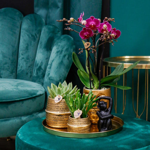Gavesæt Hotel Chic | Lilla Phalaenopsis Orkidé Og Sukkulenter