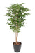 Kunstig Ginkgo Biloba 180 Cm Indendørs Plante