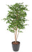 Kunstig Ginkgo Biloba 180 Cm Indendørs Plante