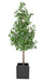 Kunstig Ginkgo Biloba H.290 Cm Indendørs Plante
