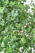 Kunstig Ginkgo Biloba H.290 Cm Indendørs Plante