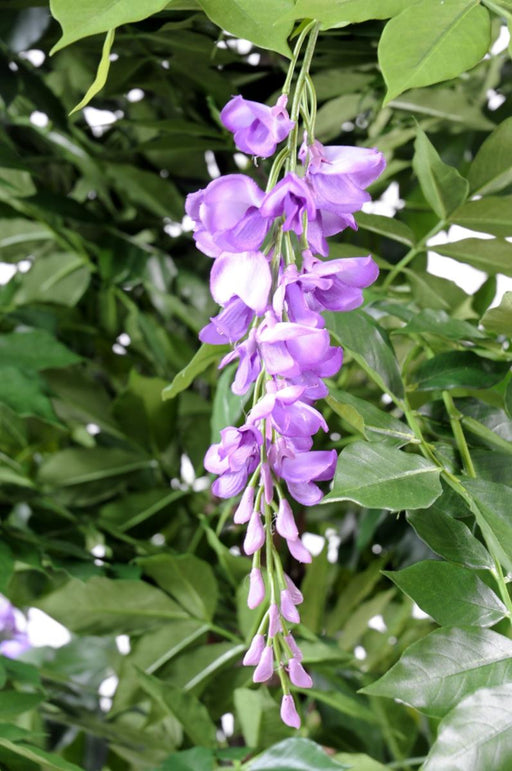 Kunstig Blomstrende Wisteria 180 Cm Indendørs Plante