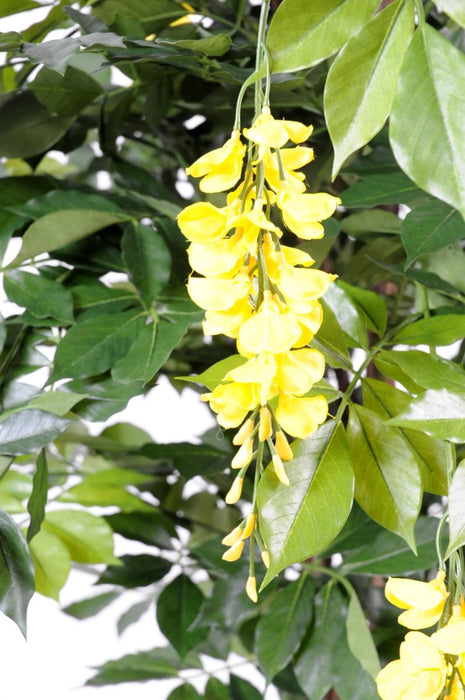 Kunstig Wisteria Gul 110Cm Indendørs Plante