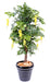 Kunstig Wisteria Gul 150 Cm Indendørs Plante