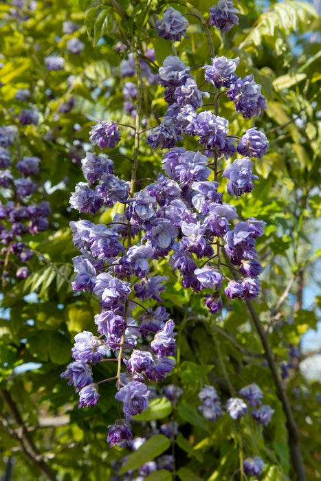 Wisteria Black Dragon - Sæt Med 2 - ↨65Cm - Ø15 - Klatreblomstrende Plante