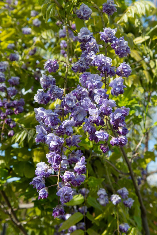 Wisteria Black Dragon - Sæt Med 2 - ↨65Cm - Ø15 - Klatreblomstrende Plante