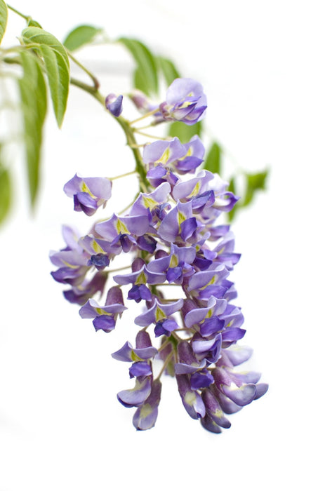 Blå Wisteria - Sæt Med 2 Wisteria