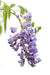 Blå Wisteria - Sæt Med 2 Wisteria
