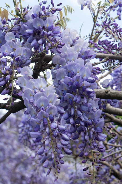 Blå Wisteria - Sæt Med 2 Wisteria