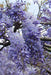 Blå Wisteria - Sæt Med 2 Wisteria
