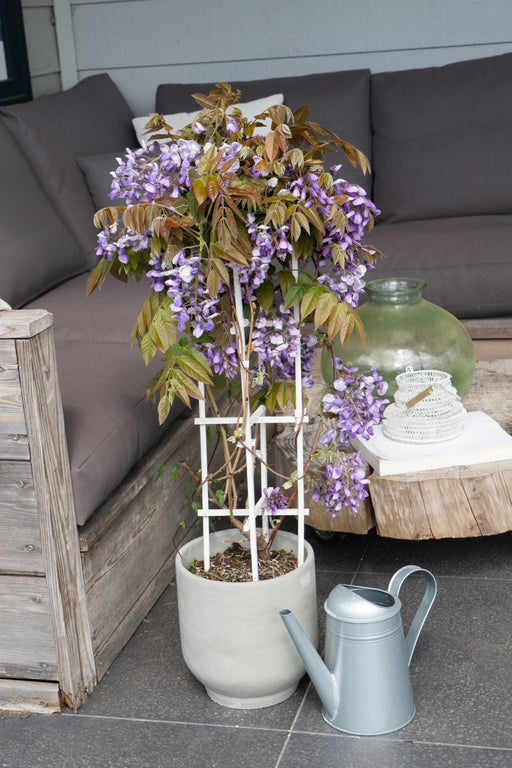 Wisteria 'Blue Waterfall' - H75Cm, Ø23Cm - Outdoor Plant