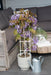 Wisteria 'Blue Waterfall' - H75Cm, Ø23Cm - Outdoor Plant
