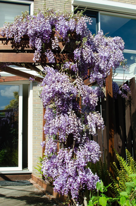 Wisteria 'Blue Waterfall' - H75Cm, Ø23Cm - Outdoor Plant