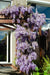 Wisteria 'Blue Waterfall' - H75Cm, Ø23Cm - Outdoor Plant