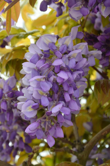 Wisteria 'Blue Waterfall' - H75Cm, Ø23Cm - Outdoor Plant