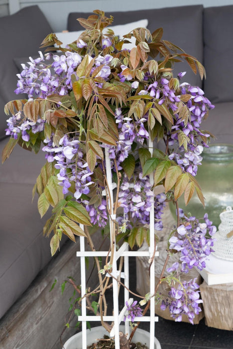 Wisteria 'Blue Waterfall' - H75Cm, Ø23Cm - Outdoor Plant