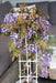 Wisteria 'Blue Waterfall' - H75Cm, Ø23Cm - Outdoor Plant