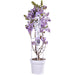 Wisteria 'Blue Waterfall' - H75Cm, Ø23Cm - Outdoor Plant