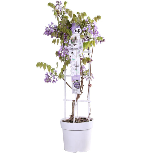 Wisteria 'Blue Waterfall' - H75Cm, Ø23Cm - Outdoor Plant