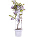 Wisteria 'Blue Waterfall' - H75Cm, Ø23Cm - Outdoor Plant