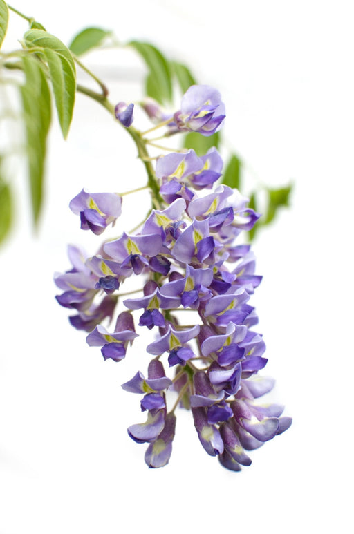 Kinesisk Wisteria 'Prolific'