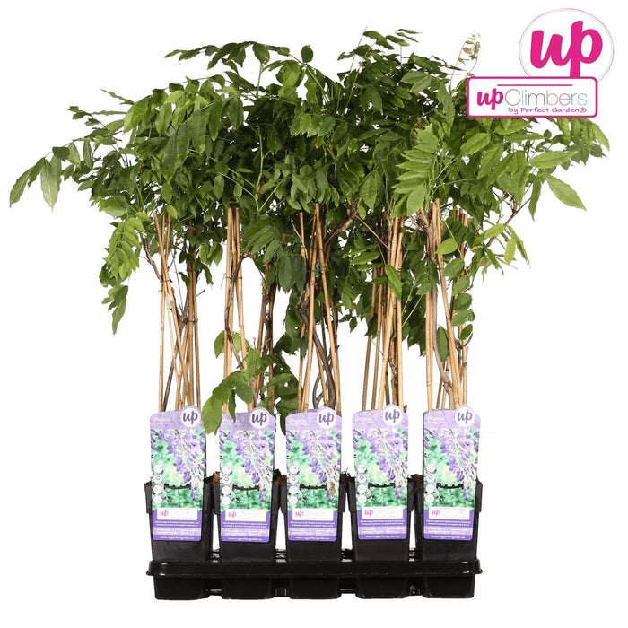 Kinesisk Wisteria 'Prolific'