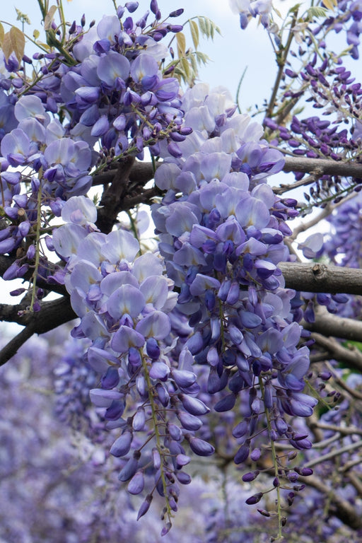 Kinesisk Wisteria 'Prolific'