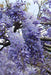 Kinesisk Wisteria 'Prolific'