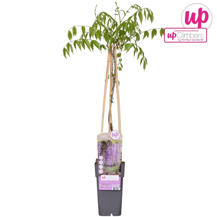 Wisteria 'Naga Noda' - ↨65Cm - Ø15 - Udendørs Klatreplante