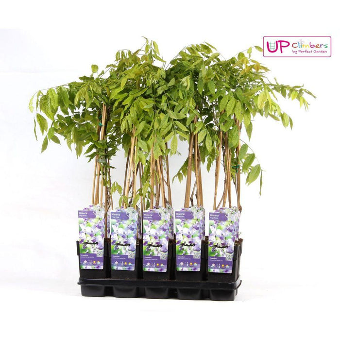 Wisteria 'Naga Noda' - ↨65Cm - Ø15 - Udendørs Klatreplante