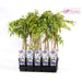 Wisteria 'Naga Noda' - ↨65Cm - Ø15 - Udendørs Klatreplante