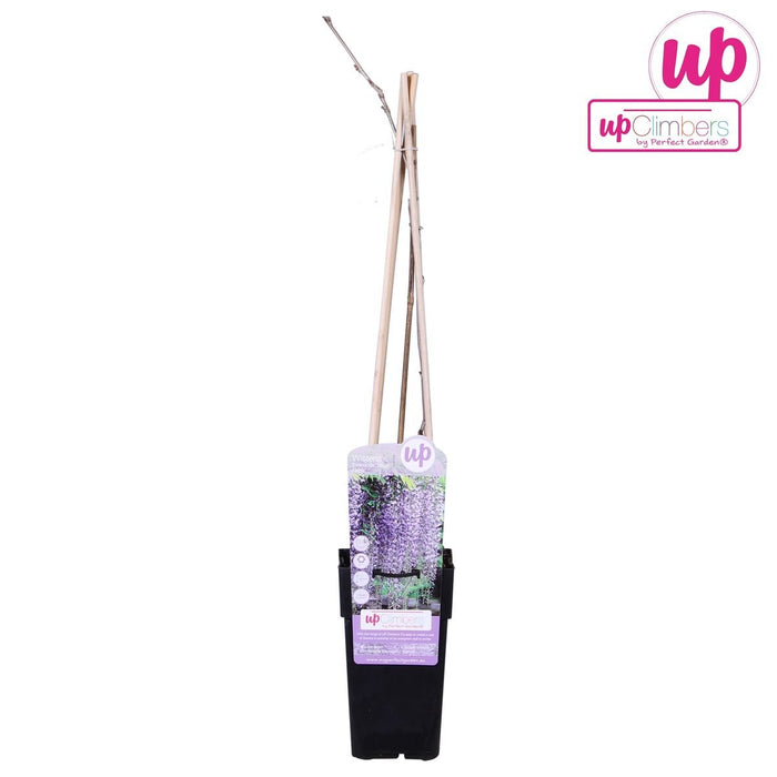 Wisteria 'Naga Noda' - ↨65Cm - Ø15 - Udendørs Klatreplante