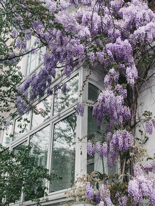 Wisteria 'Naga Noda' - ↨65Cm - Ø15 - Udendørs Klatreplante