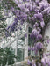 Wisteria 'Naga Noda' - ↨65Cm - Ø15 - Udendørs Klatreplante